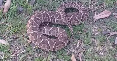 Una yarará mordió a un hombre de San Genaro